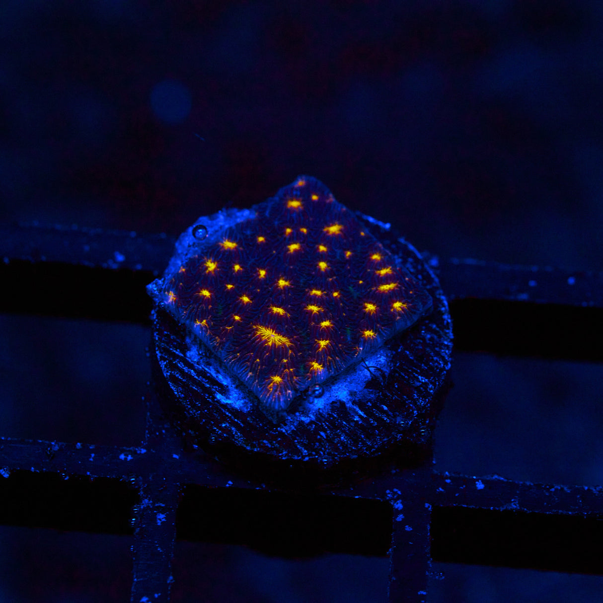 Fireworks Leptoseris Frag