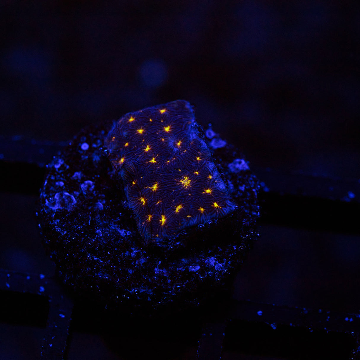 Fireworks Leptoseris Frag