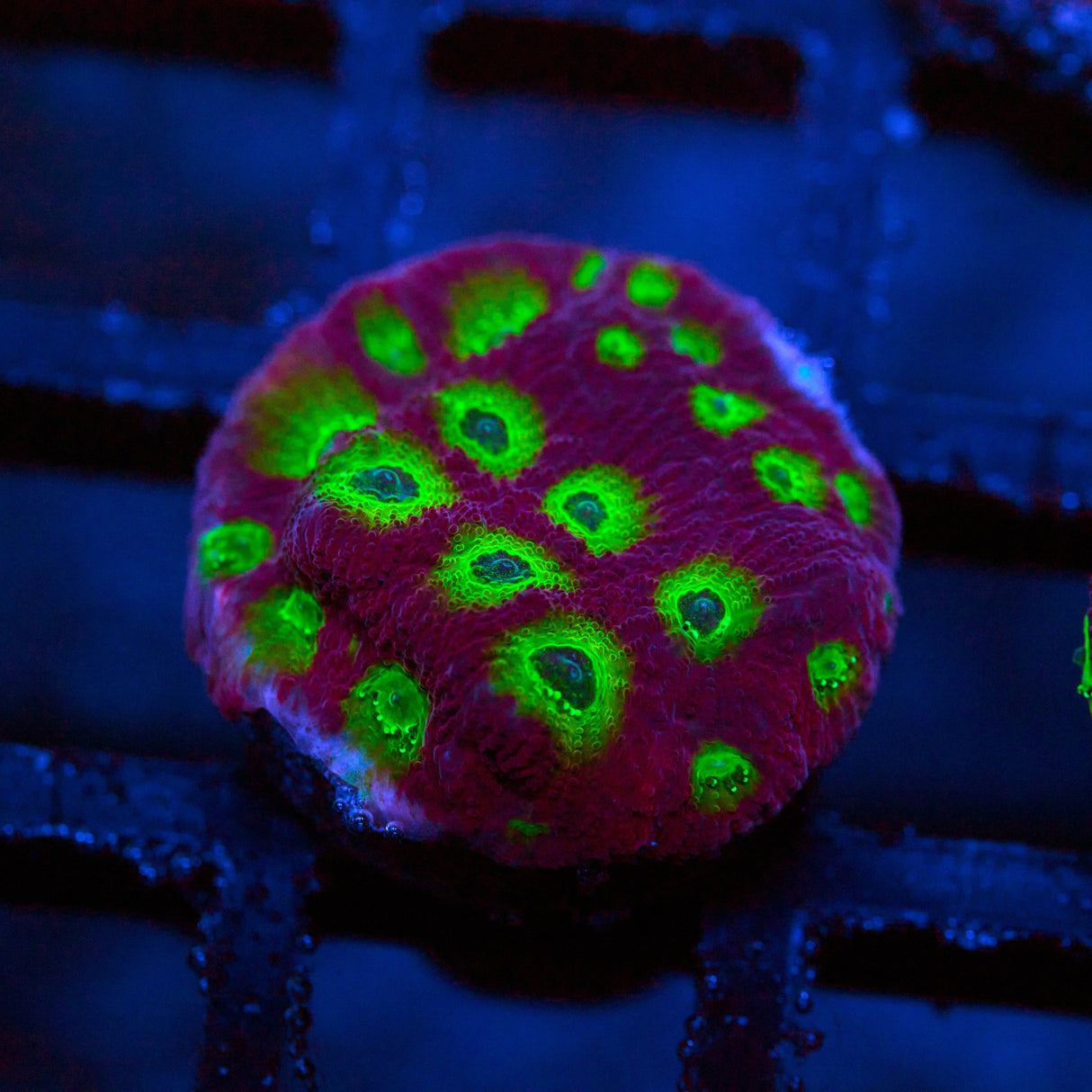 Ring of Fire Favites Frag