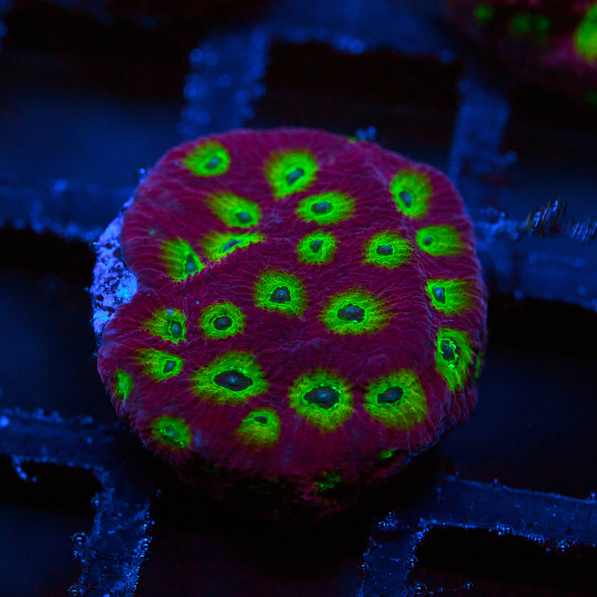 Ring of Fire Favites Frag