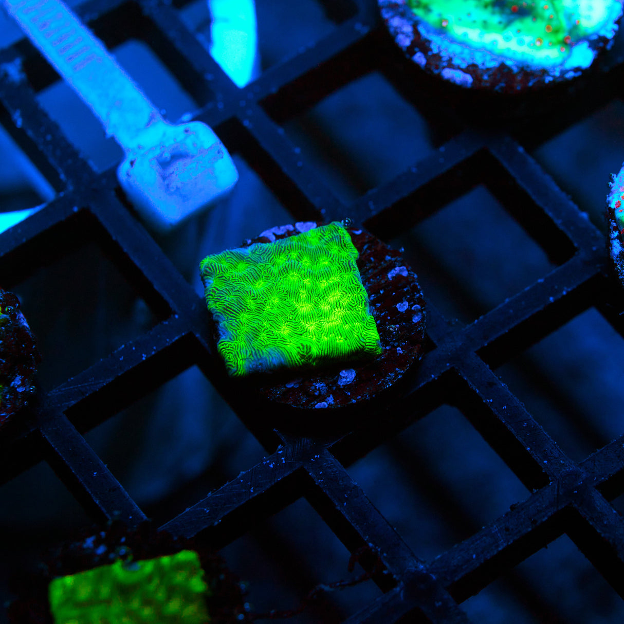 Kiwi Fusion Leptoseris Frag