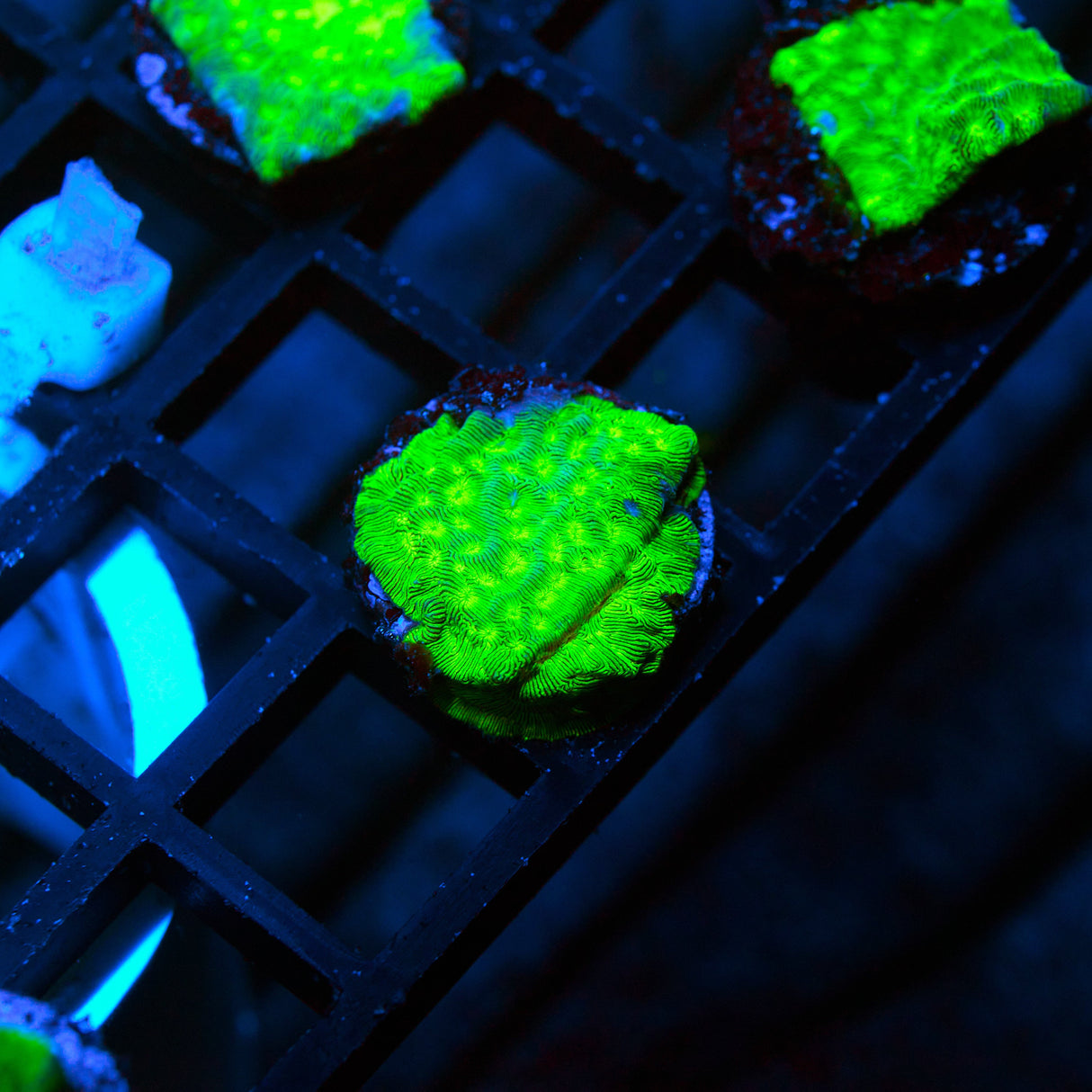 Kiwi Fusion Leptoseris Frag