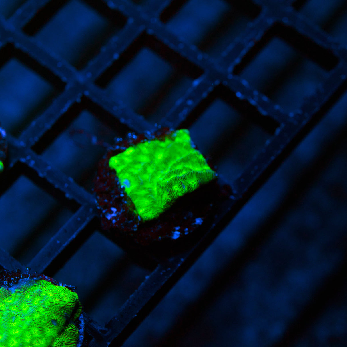 Kiwi Fusion Leptoseris Frag