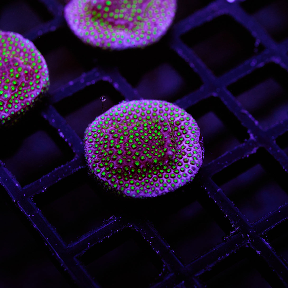 WWC Electric Daisy Stylocoeniella Frag