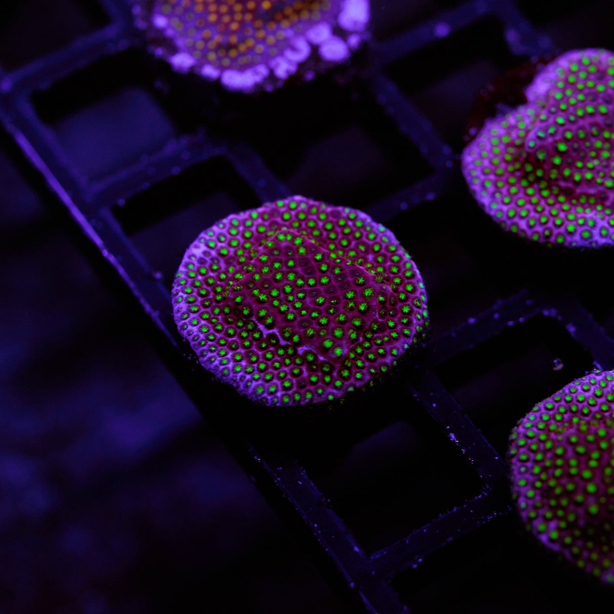 WWC Electric Daisy Stylocoeniella Frag