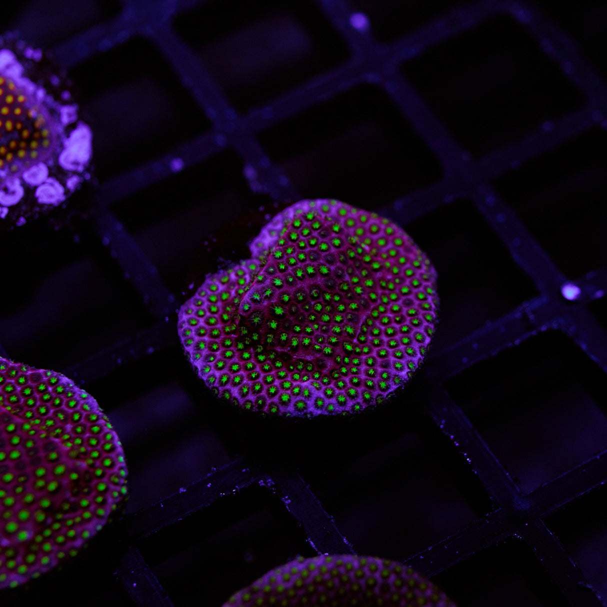 WWC Electric Daisy Stylocoeniella Frag