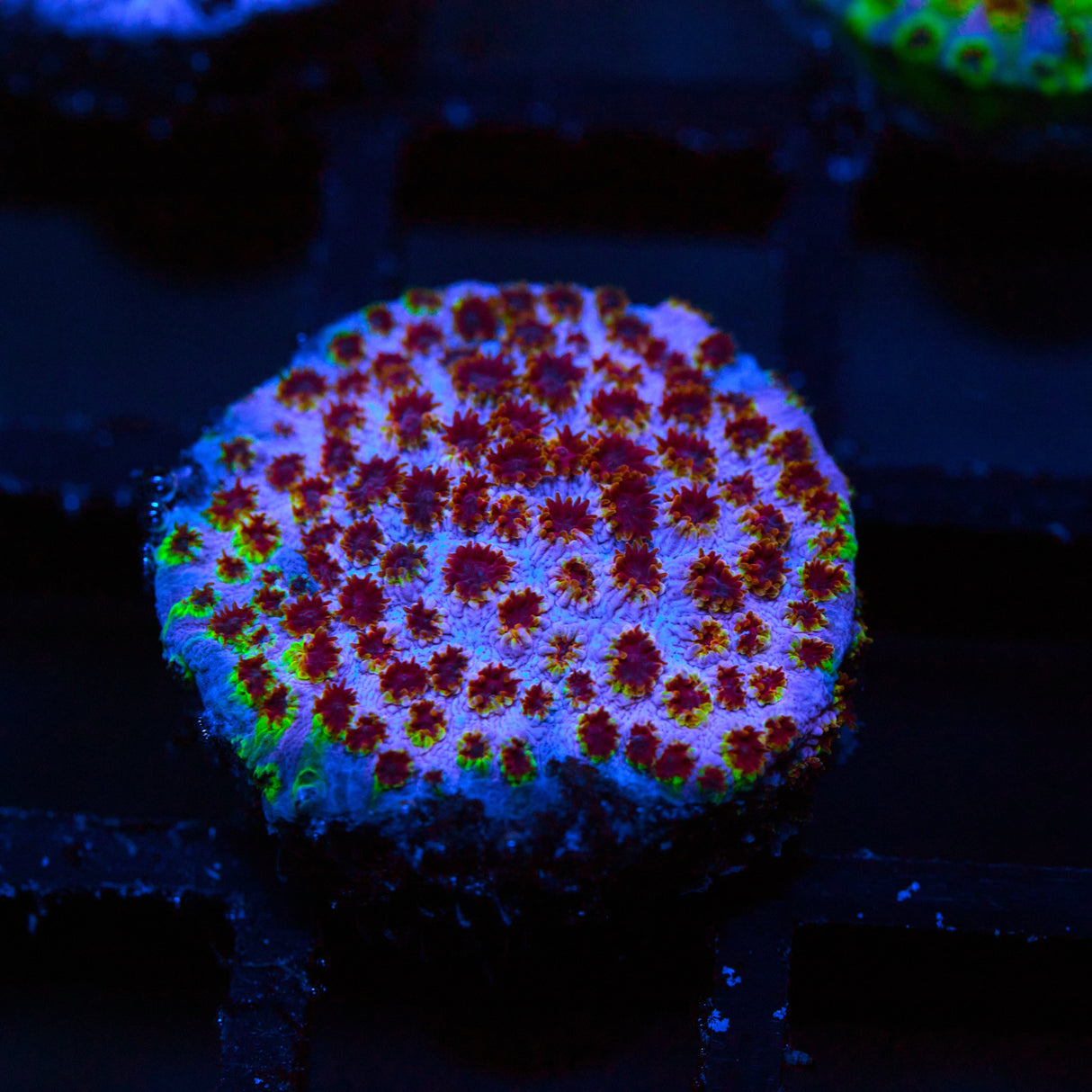 WWC Skittles Bomb Cyphastrea Frag