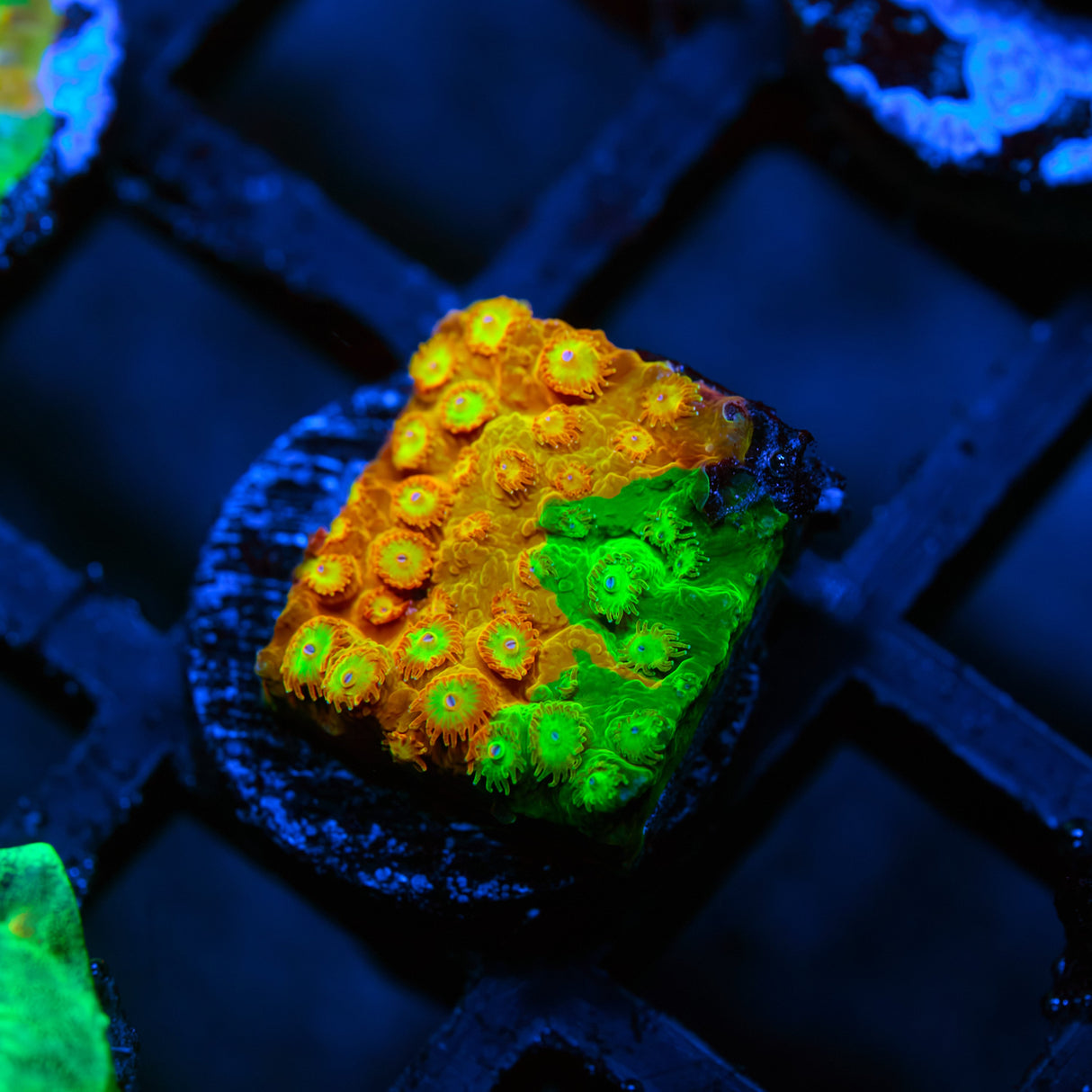 LC Circuit Breaker Cyphastrea Frag