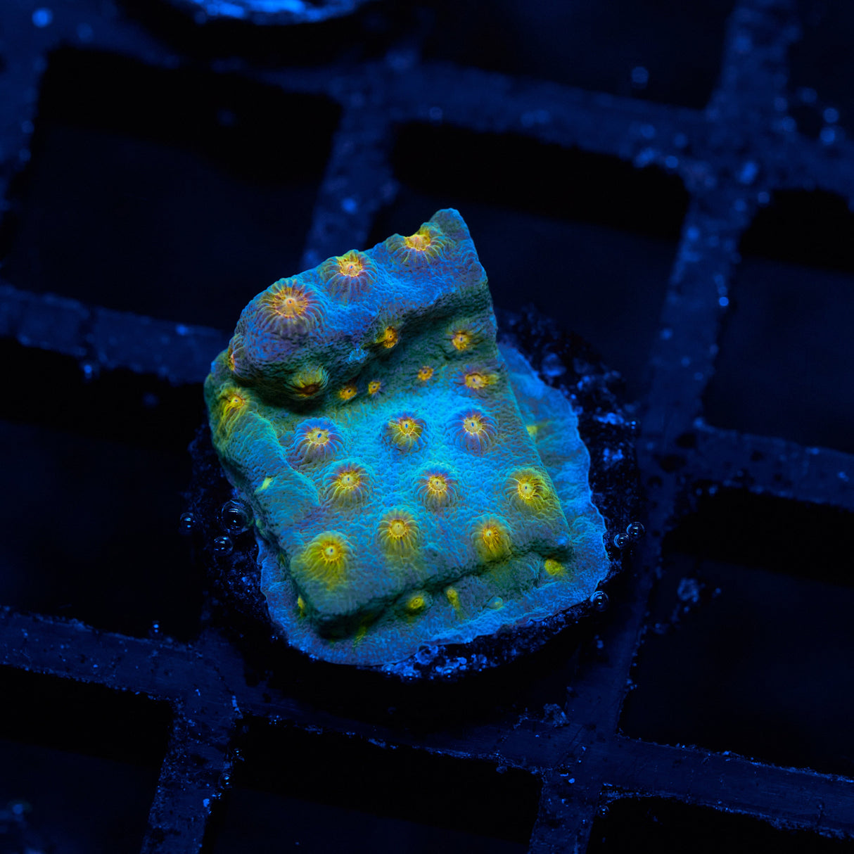 JF Buzkill Cyphastrea Frag