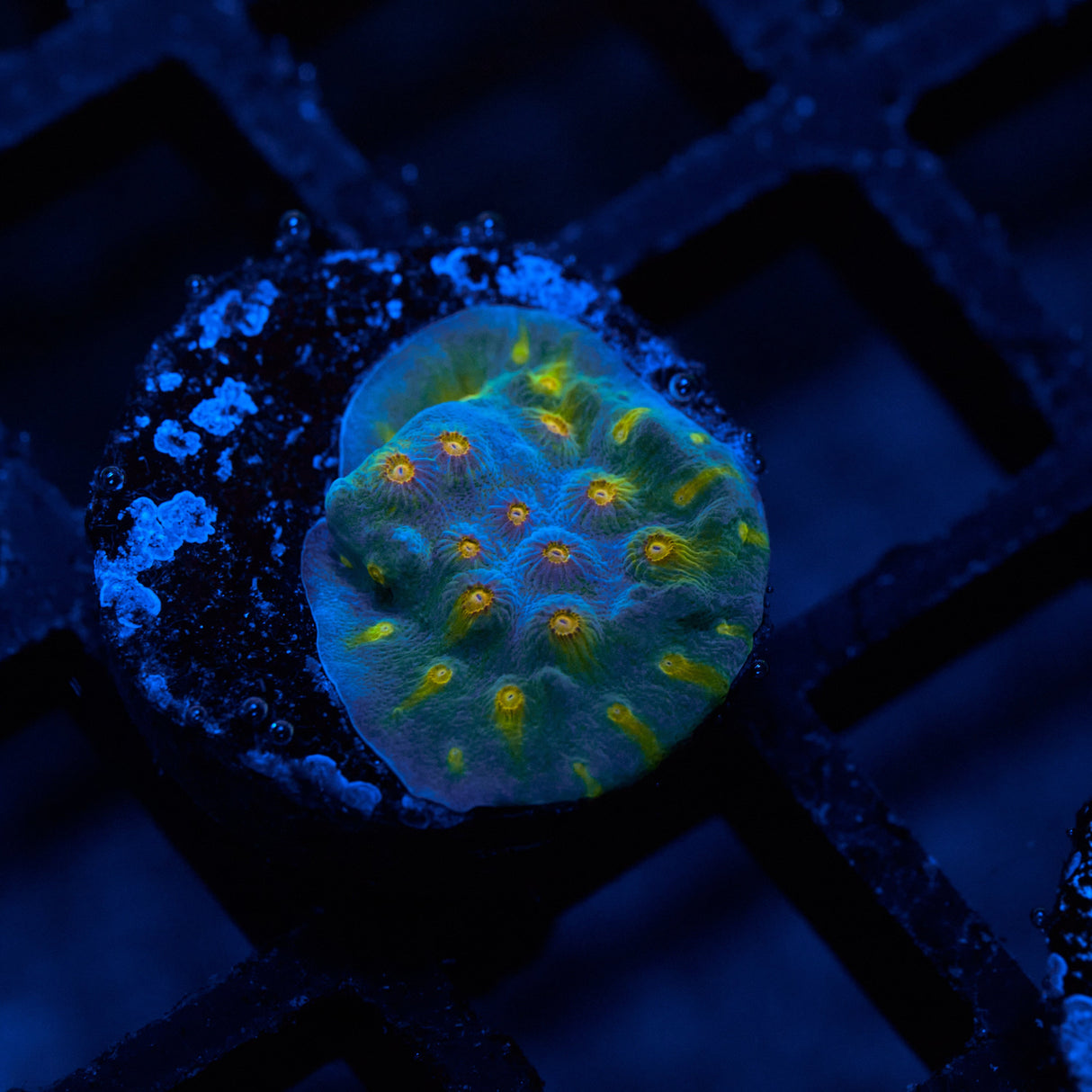 JF Buzkill Cyphastrea Frag