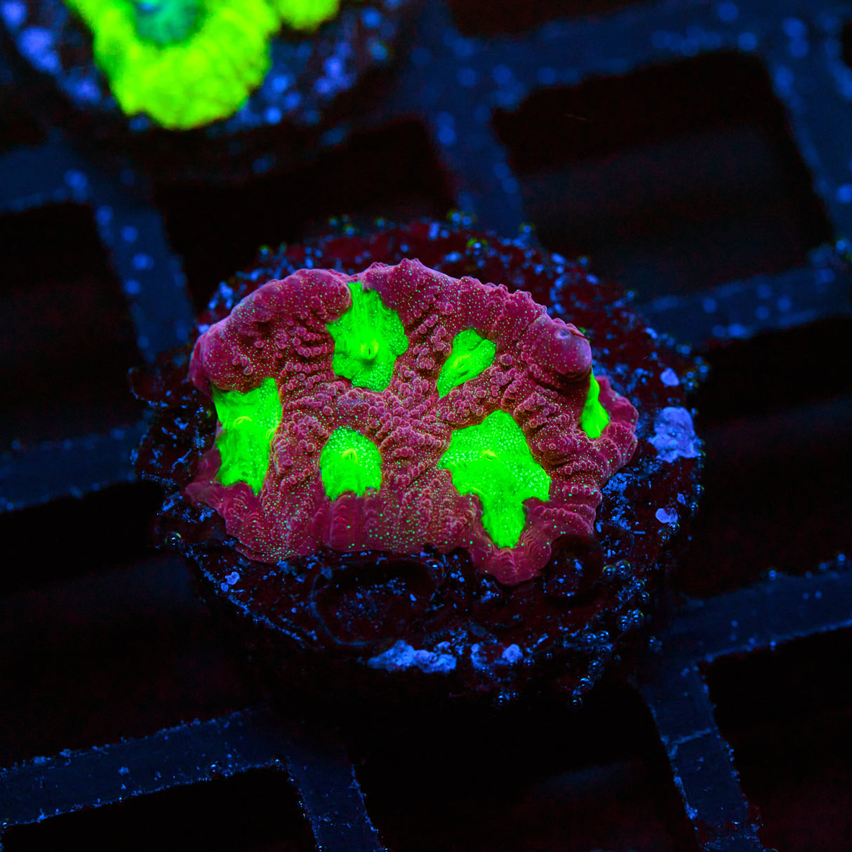 Red Dawn Favites Frag