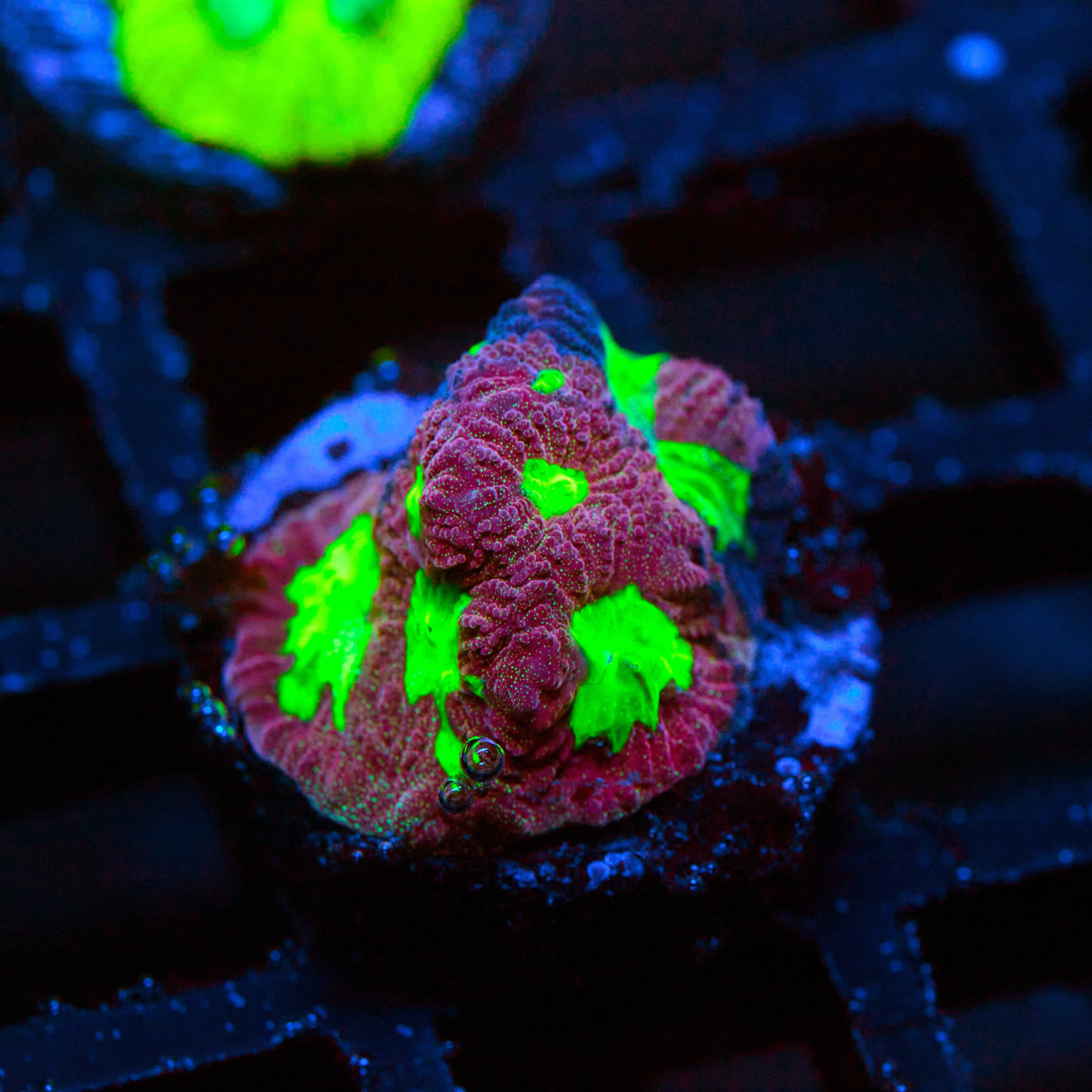 Red Dawn Favites Frag