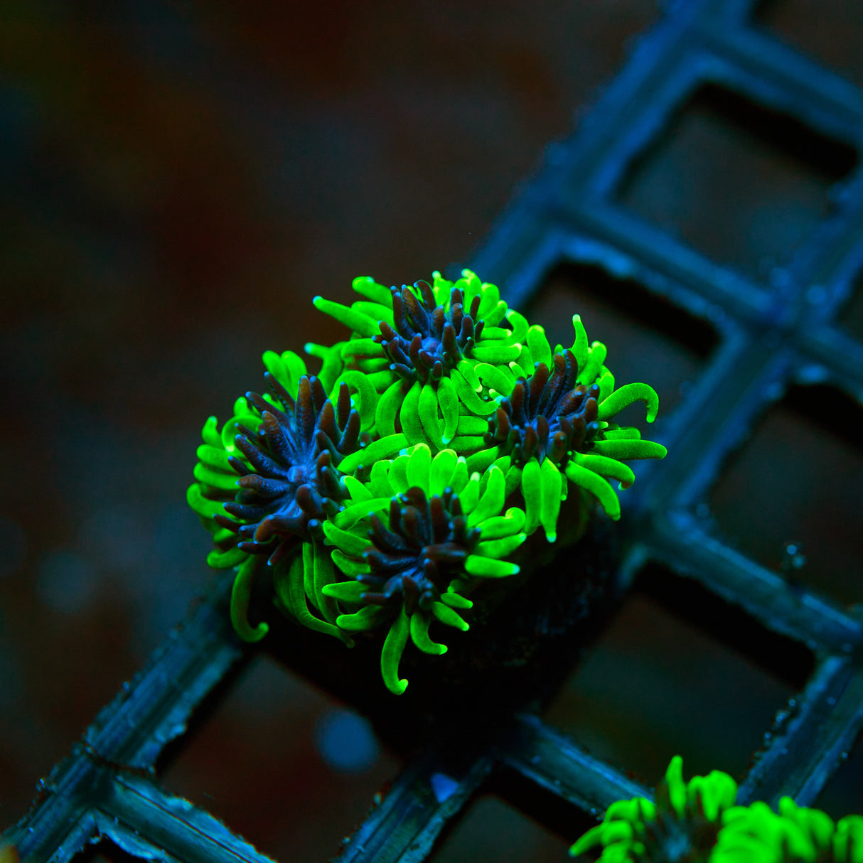 Super Sonic Galaxea Frag