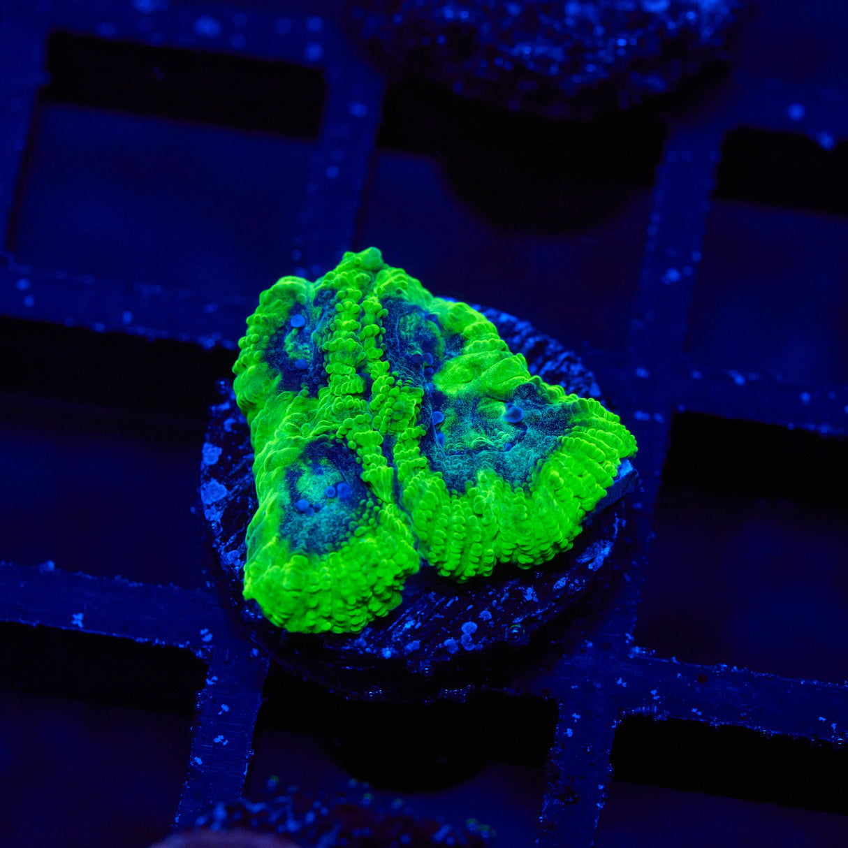 Next Life Platygyra Frag