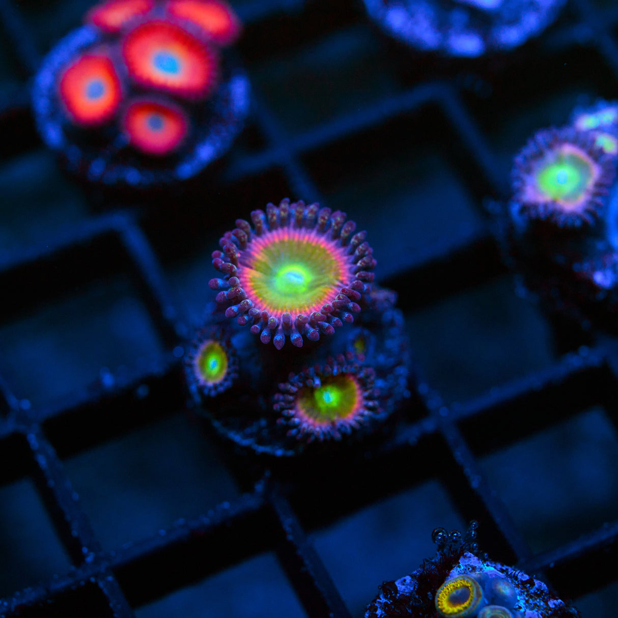 TSA Rainbow Spectrum Zoanthid Frag (4+ Polyps)