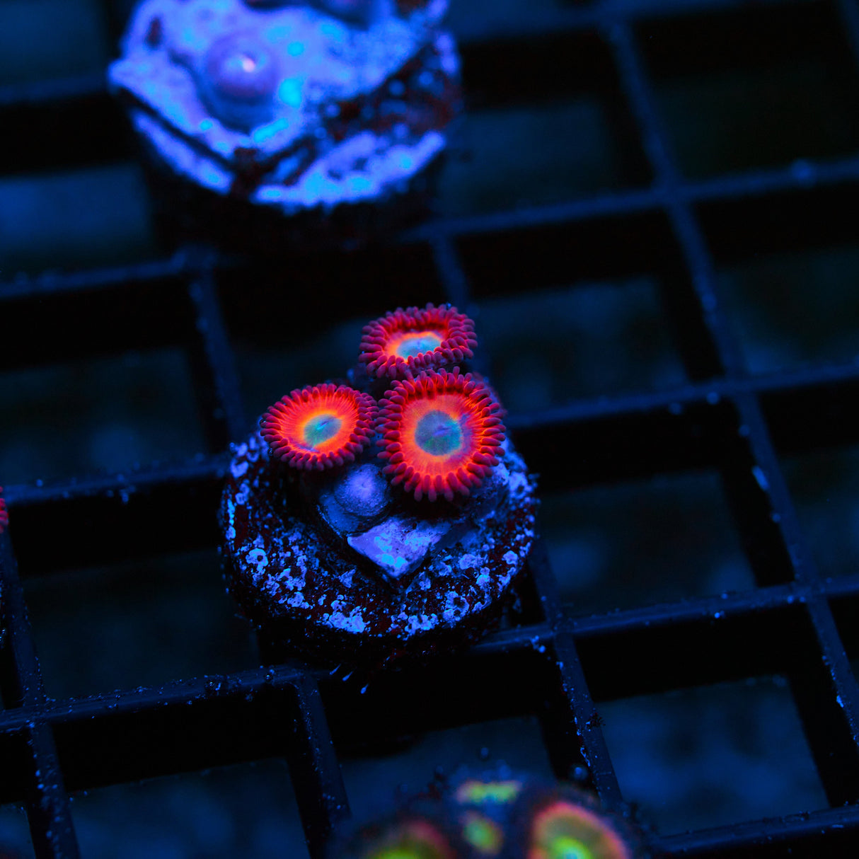 Charmander Zoanthid Frag (4+ Polyp)