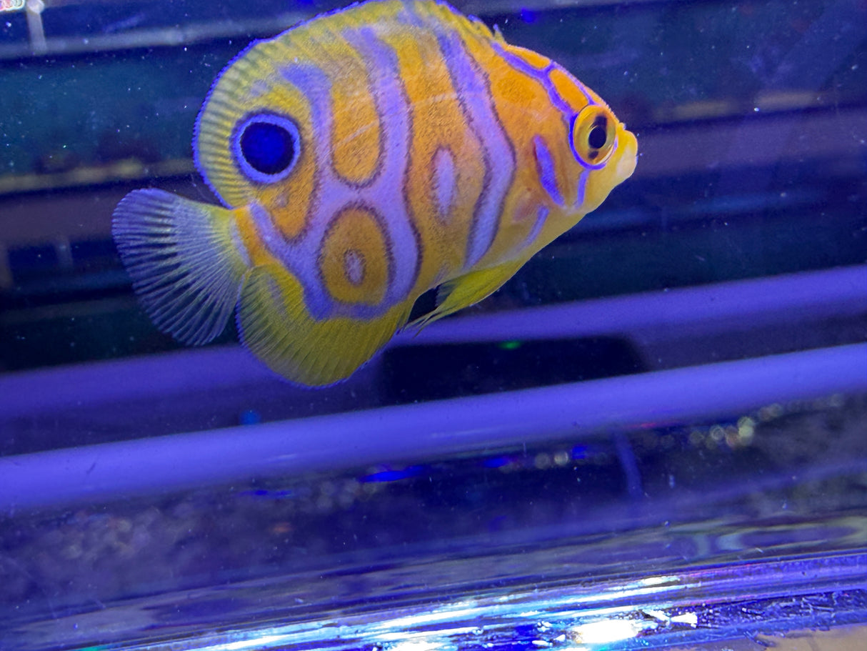 Captive bred A1 grade Misbar regal angelfish small WYSIWYG