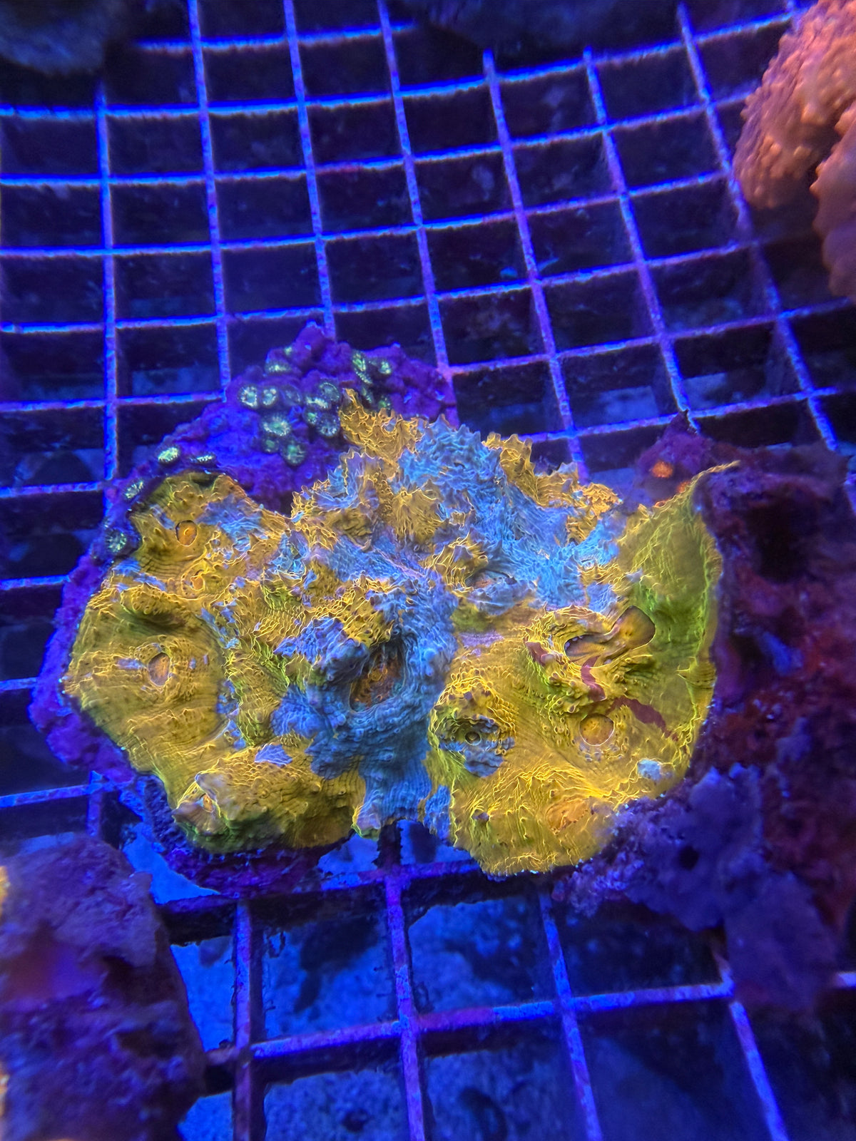 Orange teal red streaked Splatter chalice