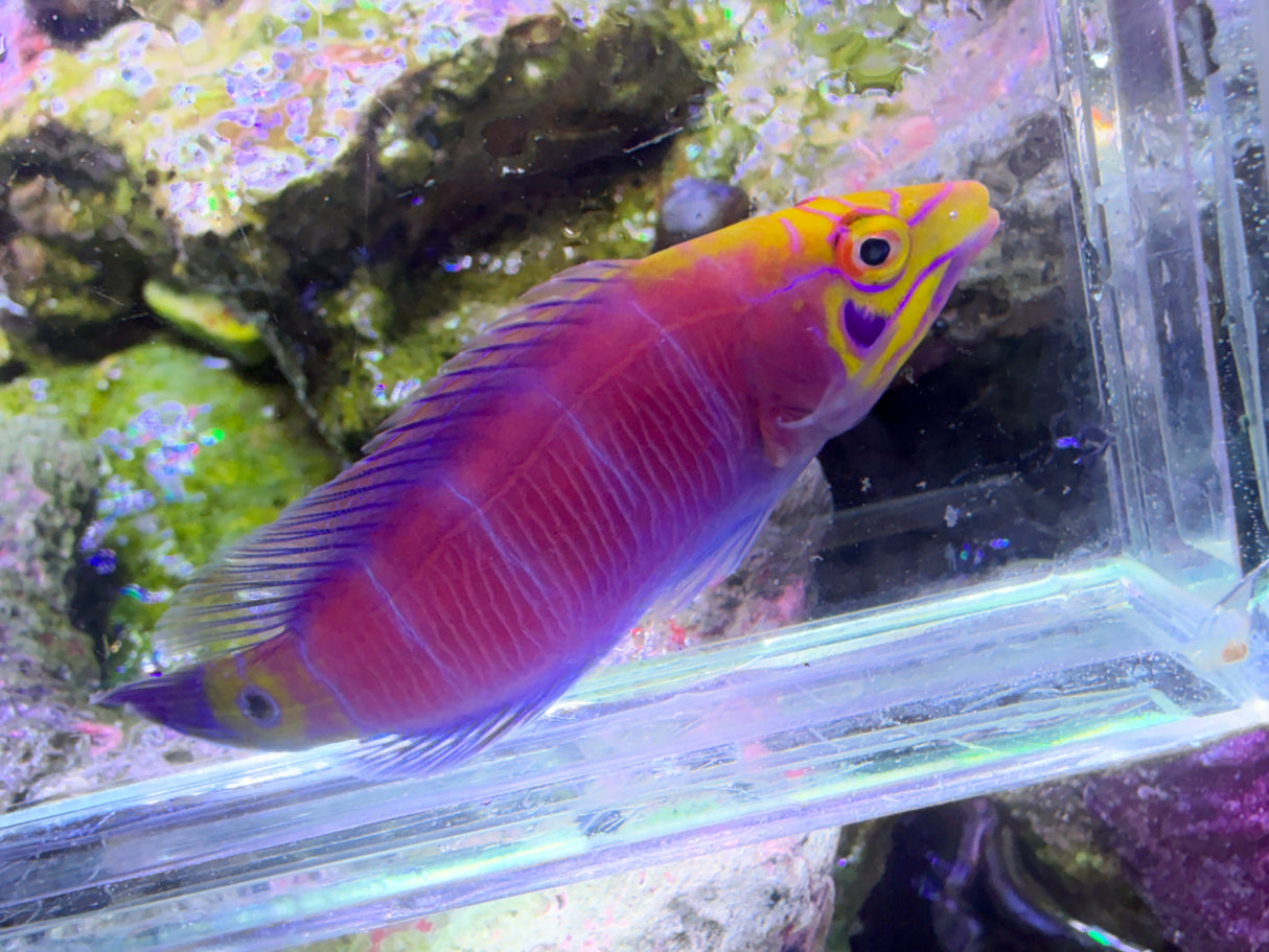 Super Male Mystery Wrasse