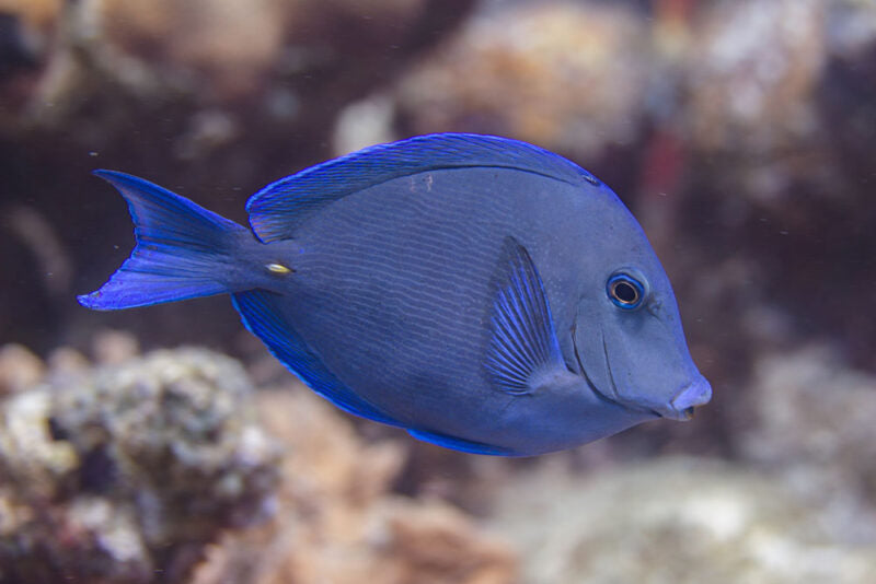 Atlantic Blue Tang – Acanthurus coeruleus