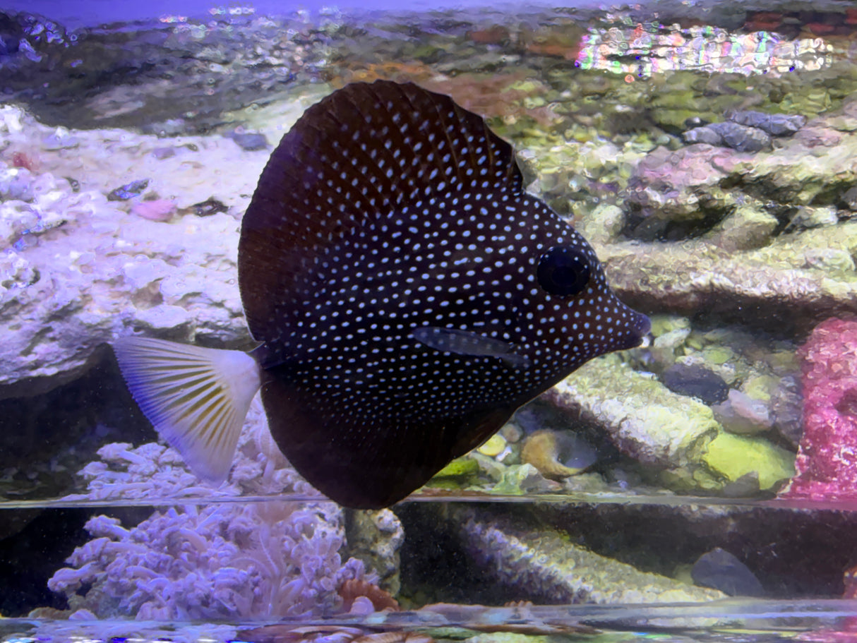 Gem tang-small