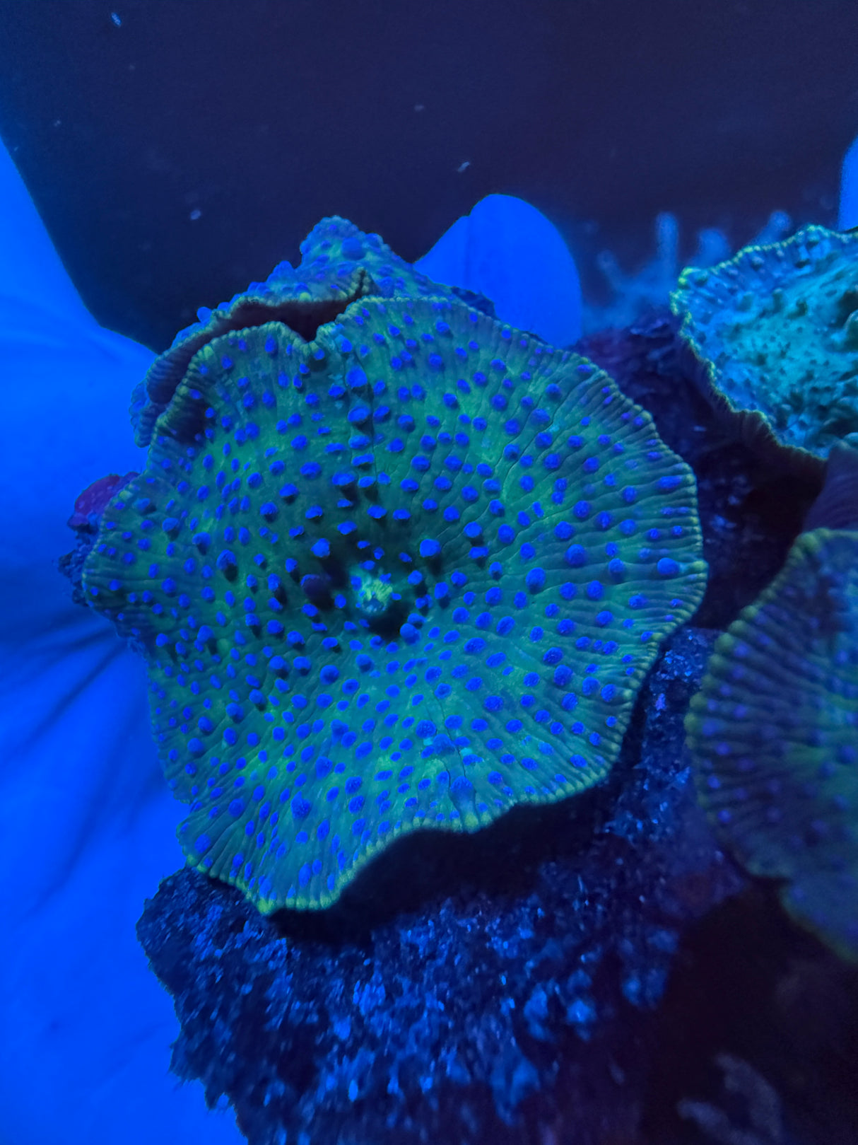 Green Superman Mushrooms