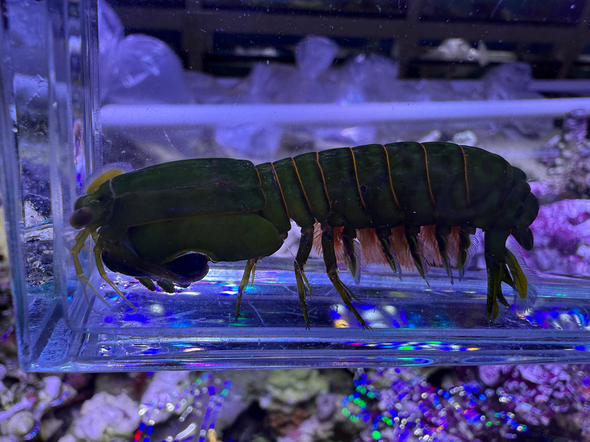 Small green mantis shrimp
