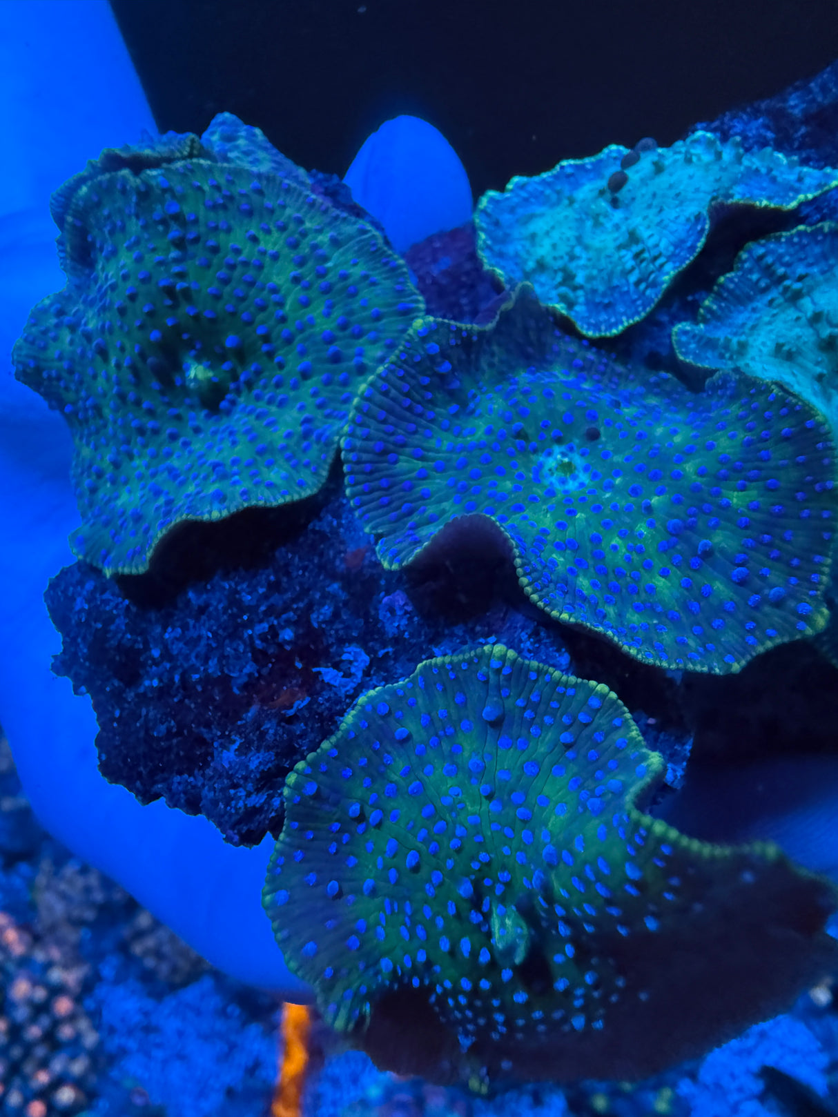 Green Superman Mushrooms