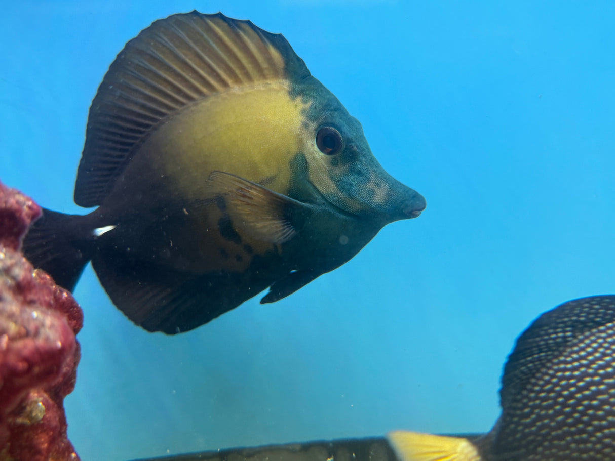 Blue Face Koi Scopas Tang 6