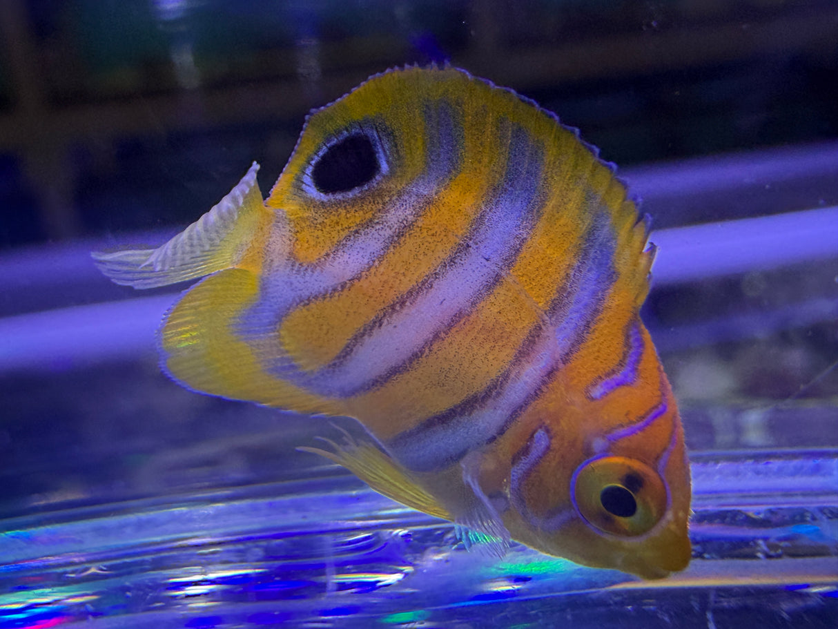 Captive bred B2 grade Misbar regal angelfish small WYSIWYG