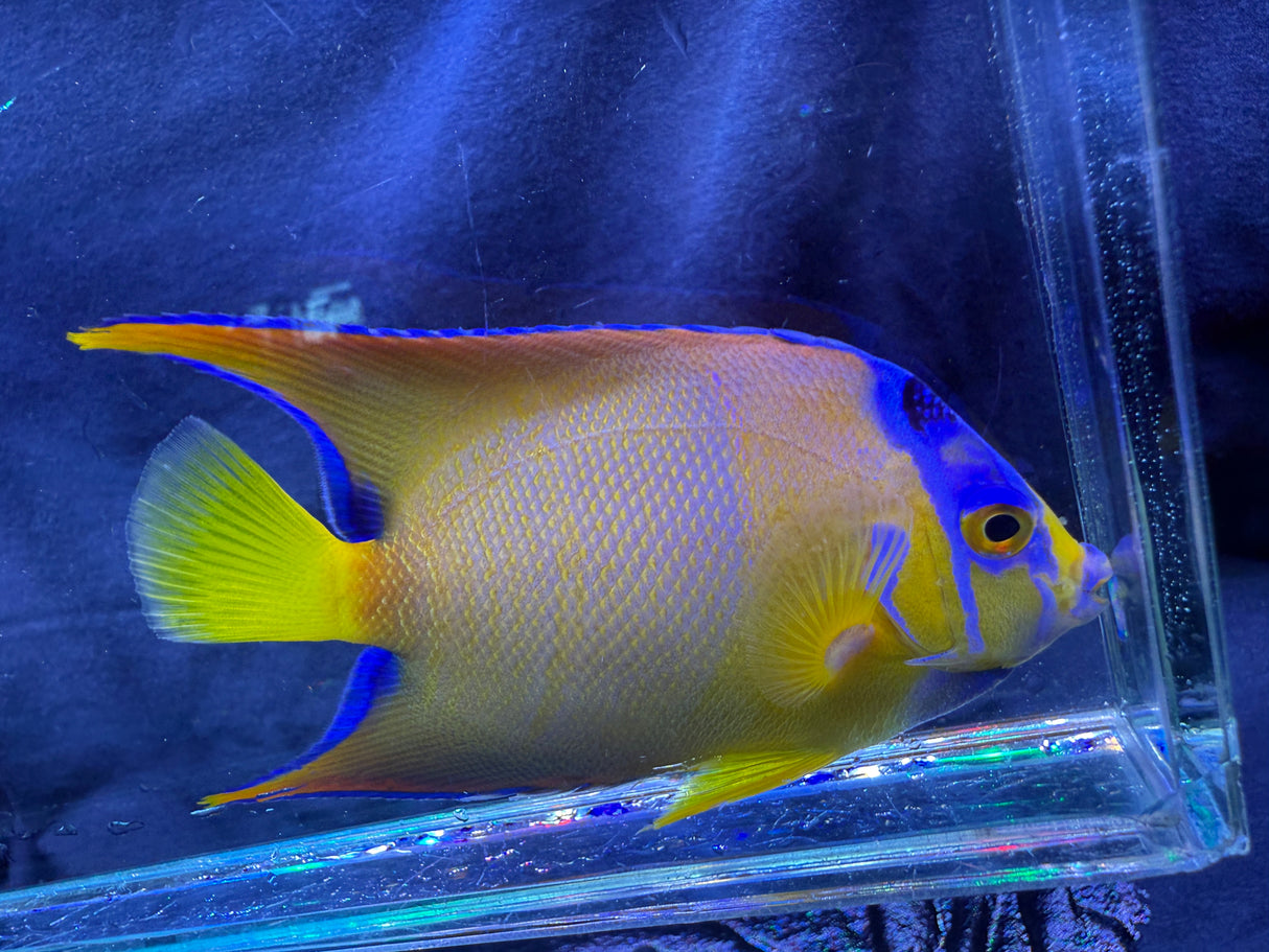Juvenile queen angelfish