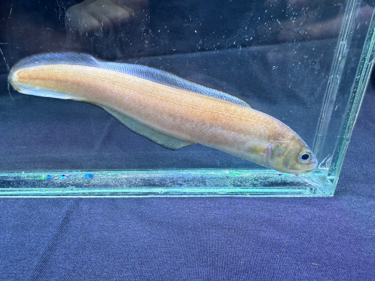 Striped Cusk Eel