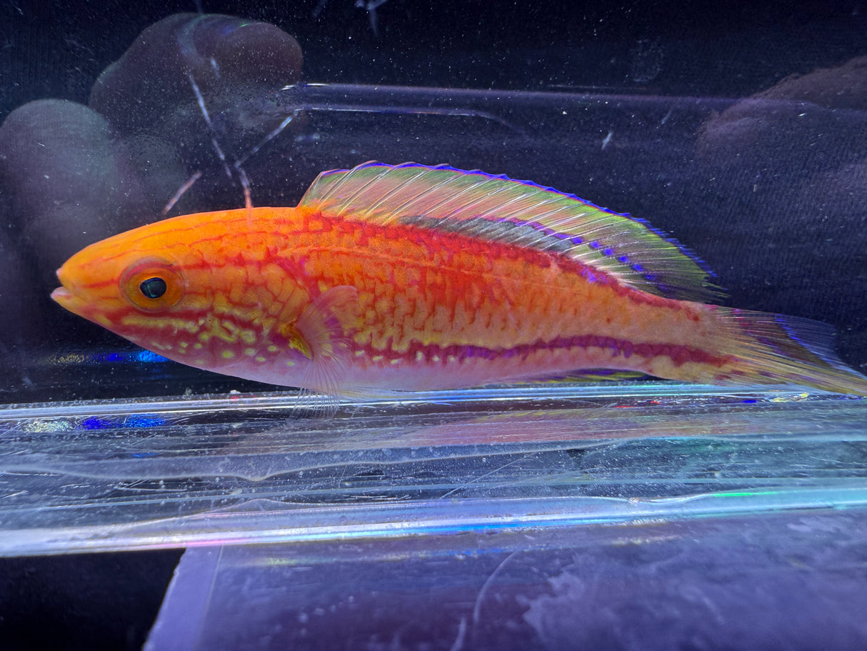 Pintail wrasse