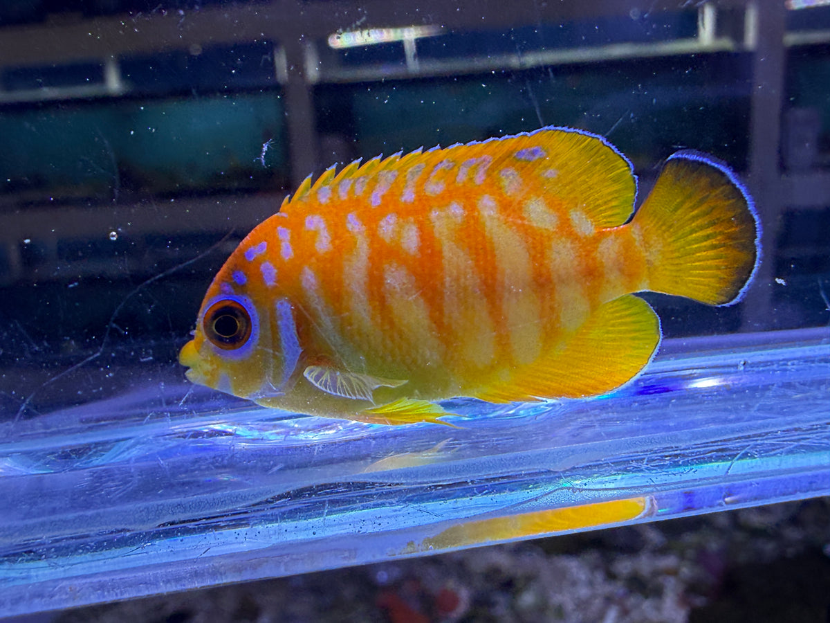 RARE Leopyge lemonpeel hybrid angelfish #6