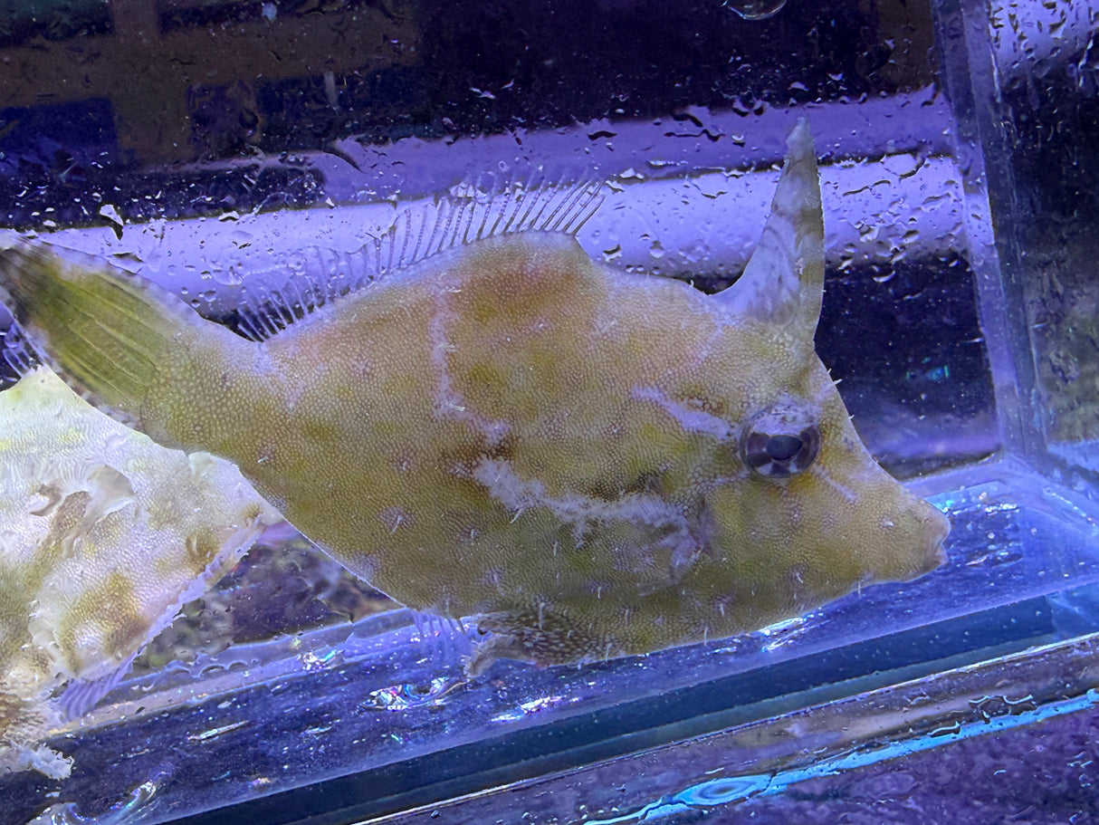 Green filefish