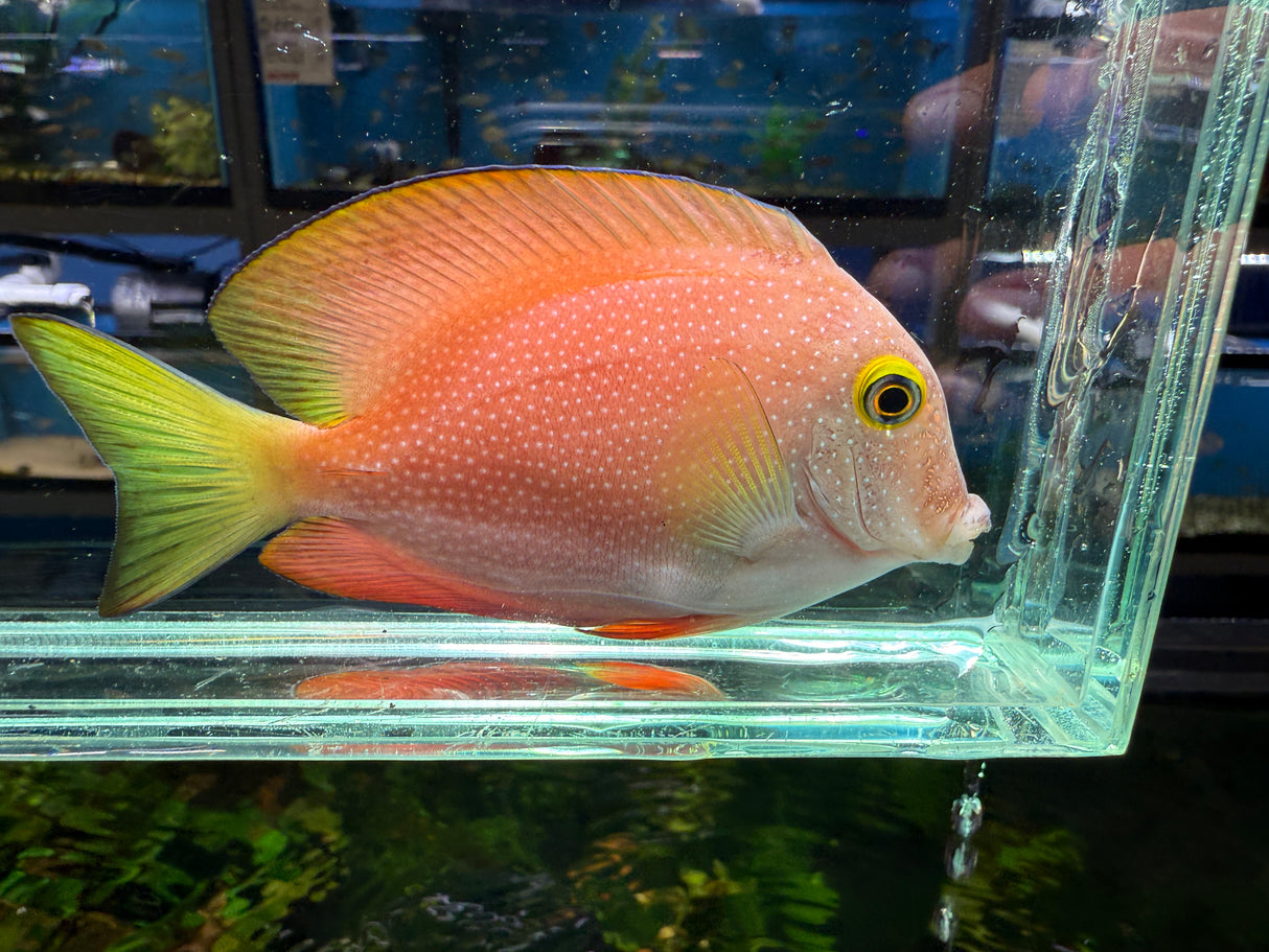 Spotted Kole Tang – Ctenochaetus strigosus