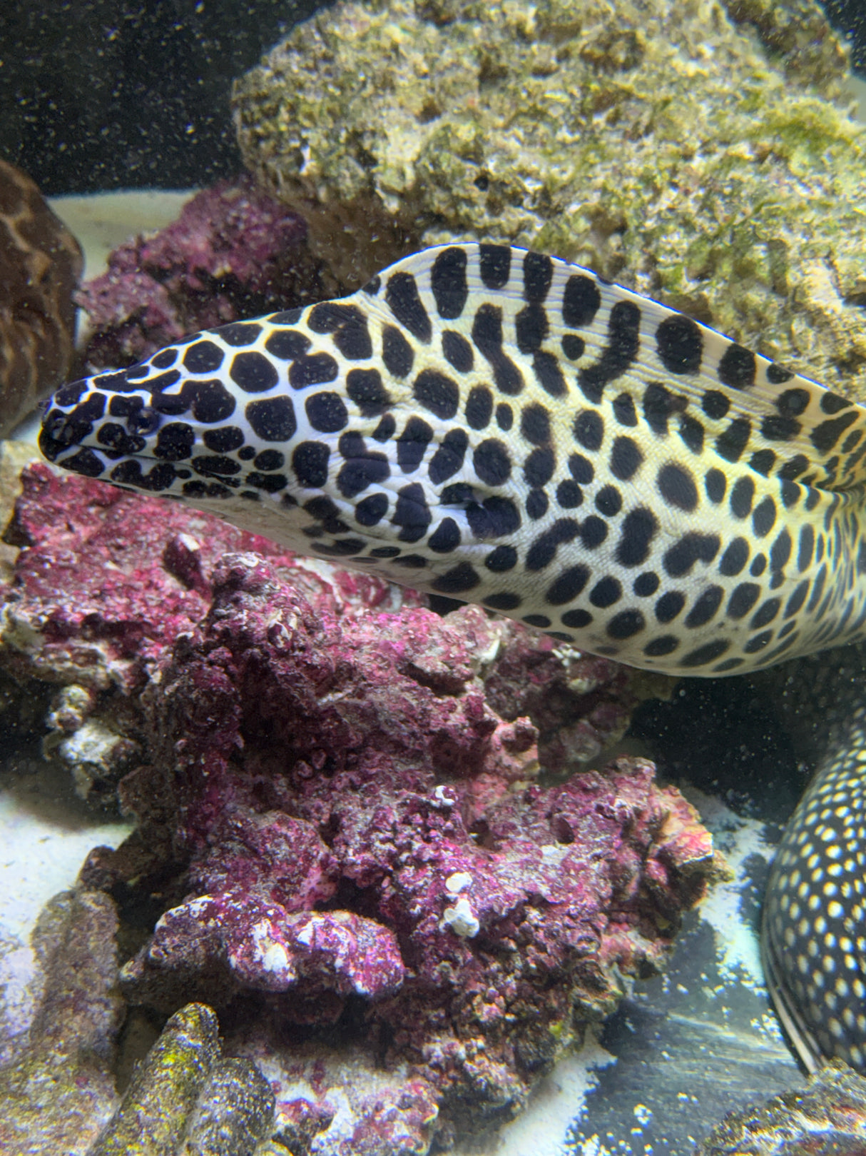 Large honeycomb moray eel
