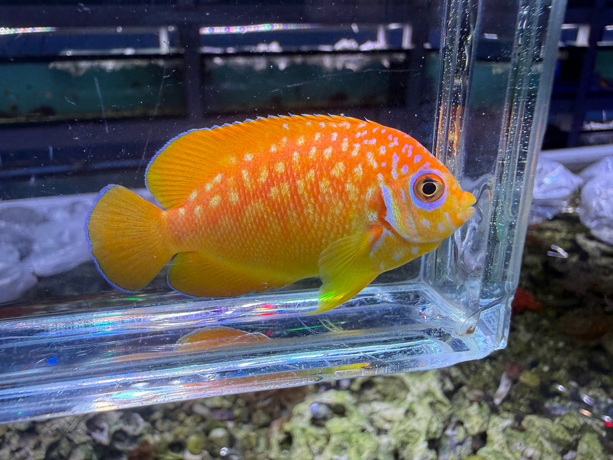RARE Leopyge hybrid angelfish WYSIWYG #1