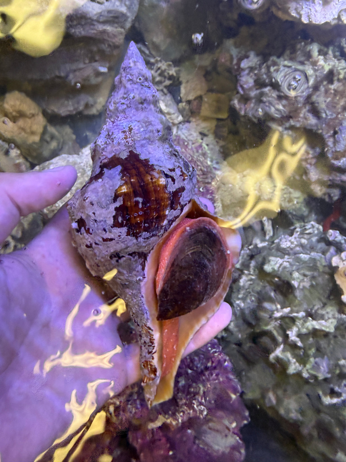 XLG Florida Horse Conch