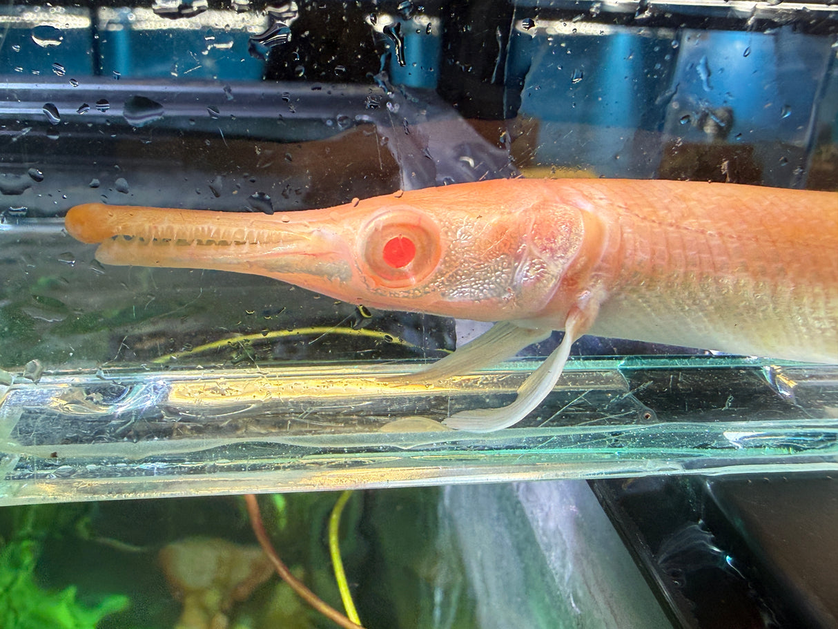 Albino alligator gar