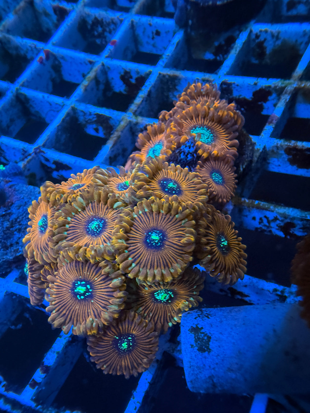 Magician Zoanthid