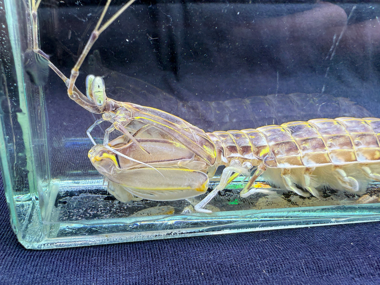 Slasher Mantis shrimp