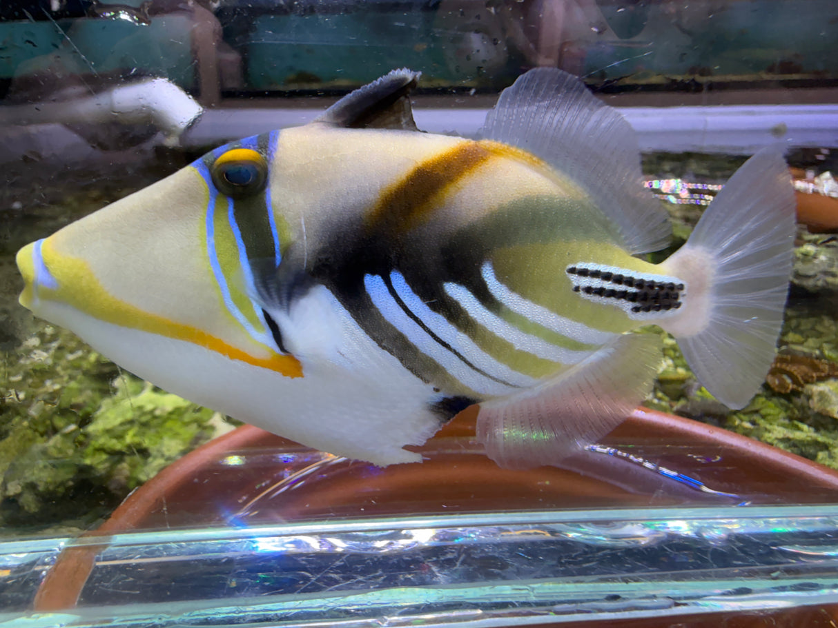 Picasso HumuHumu Triggerfish