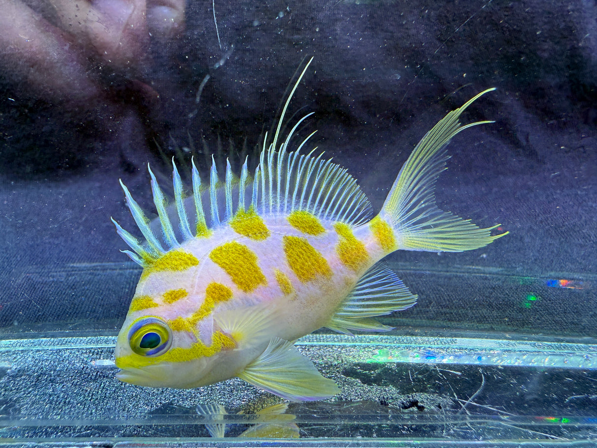 Borbonius anthias