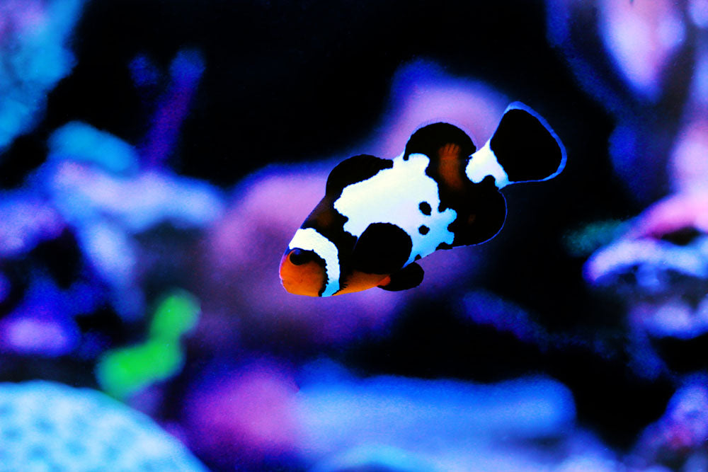 Black Ice Snowflake Clownfish