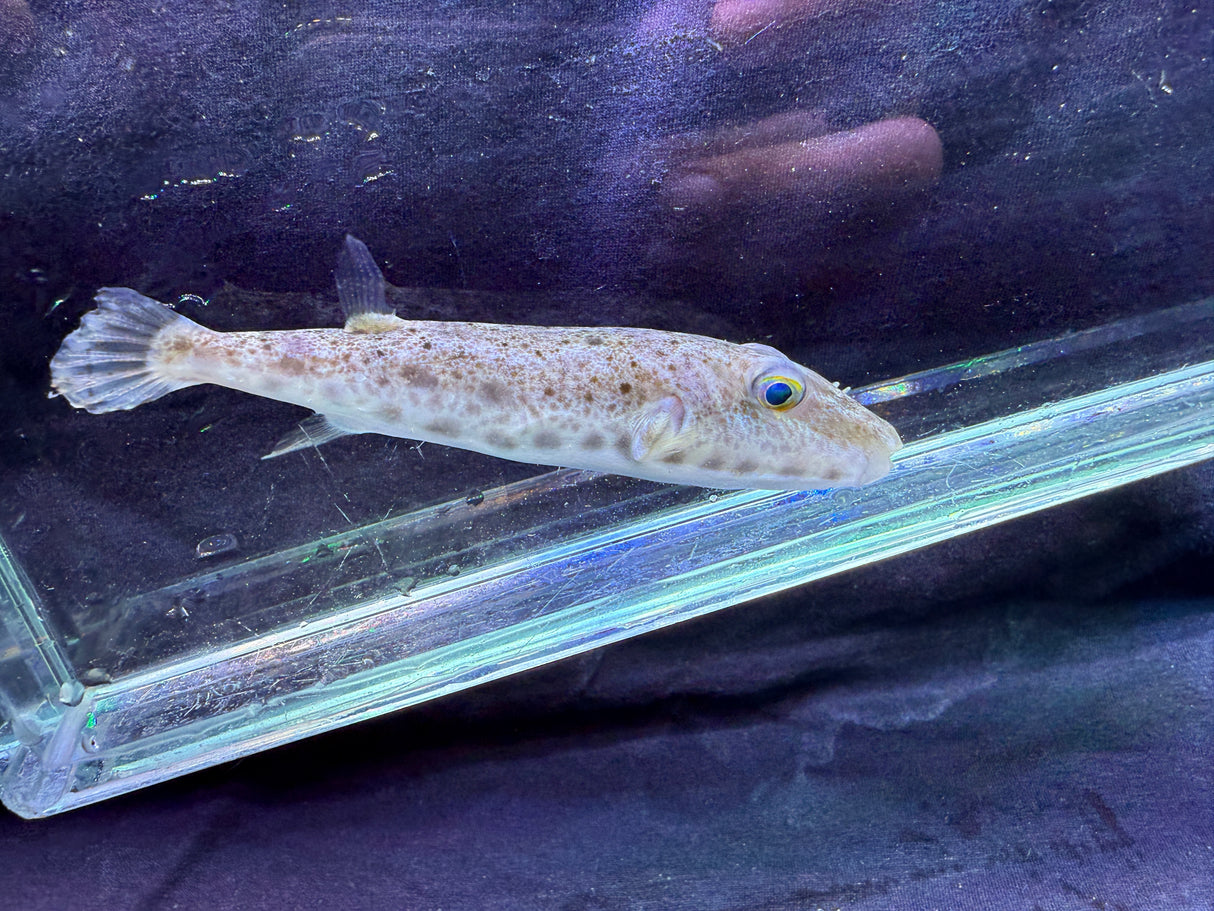 Southern Burrowing Puffer