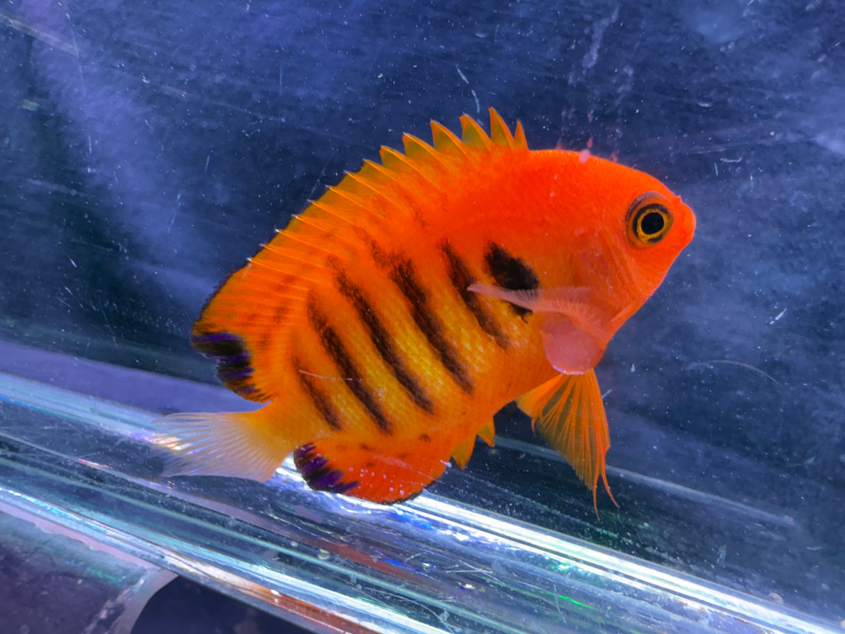 Flame angelfish