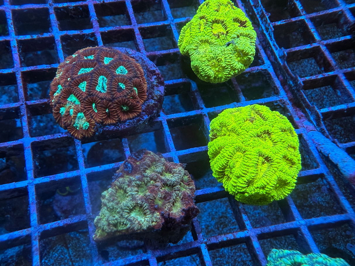 5 Pack of Stoney coral