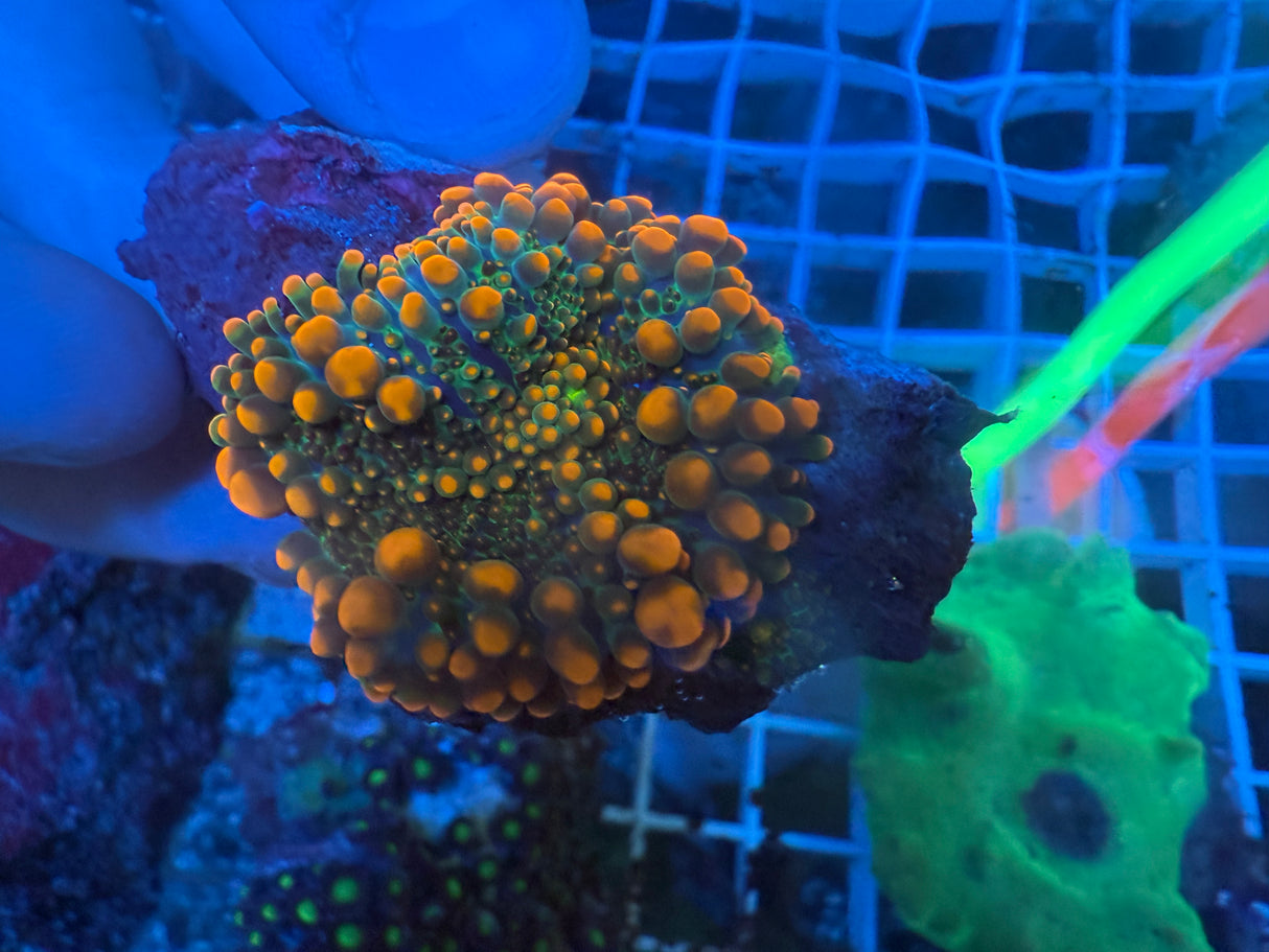 Godzilla Yuma mushrooms