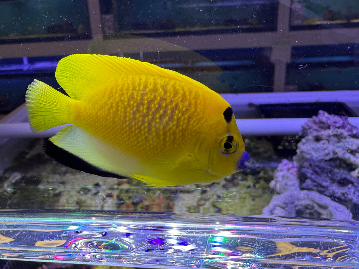 Flagfin angelfish